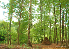 Holz, Kunstwerk Künstler Holzkunst, Kleinblittersdorf, Sitterswald , Wald, Spaziergang, Natur