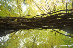 Holz, Kunstwerk Künstler Holzkunst, Kleinblittersdorf, Sitterswald , Wald, Spaziergang, Natur