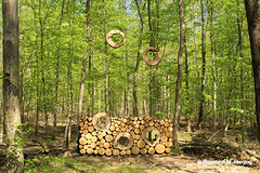 Holz, Kunstwerk Künstler Holzkunst, Kleinblittersdorf, Sitterswald , Wald, Spaziergang, Natur